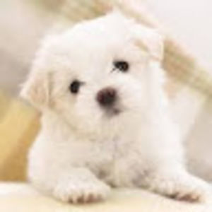 Meet your Posher, Mawite